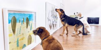 Psy patrzą na obrazy w galerii sztuki