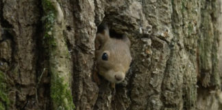 Wiewiórka w dziupli