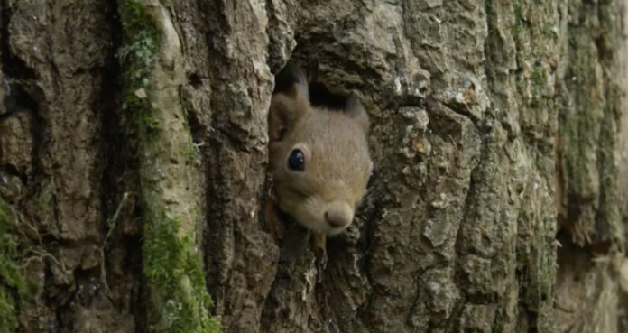 Wiewiórka w dziupli