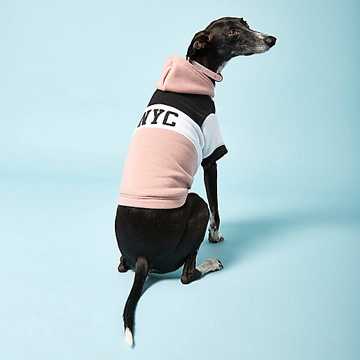 Pies w różowej bluzie 