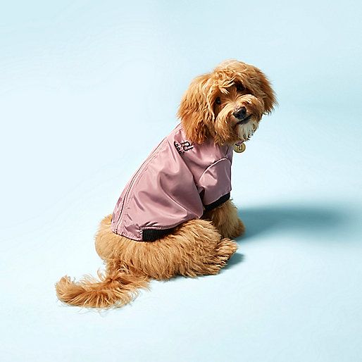 Kudłaty pies w różowej kurteczce