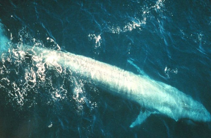 zdjęcie przedstawia płetwala błękitnego będącego widocznego pod powierzchnią wody
