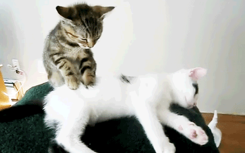 cutest kitten gifs massage Klinika weterynaryjna poszukuje „kociego przytulacza”