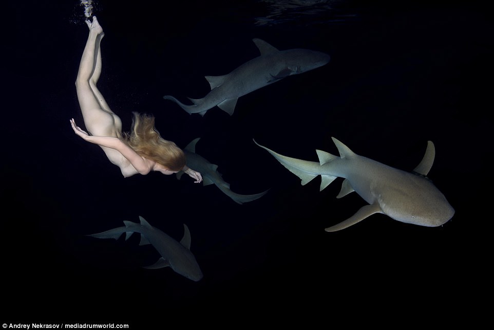 Biała, naga kobieta nurkuje pod wodą w towarzystwie kilku drapieżnych ryb