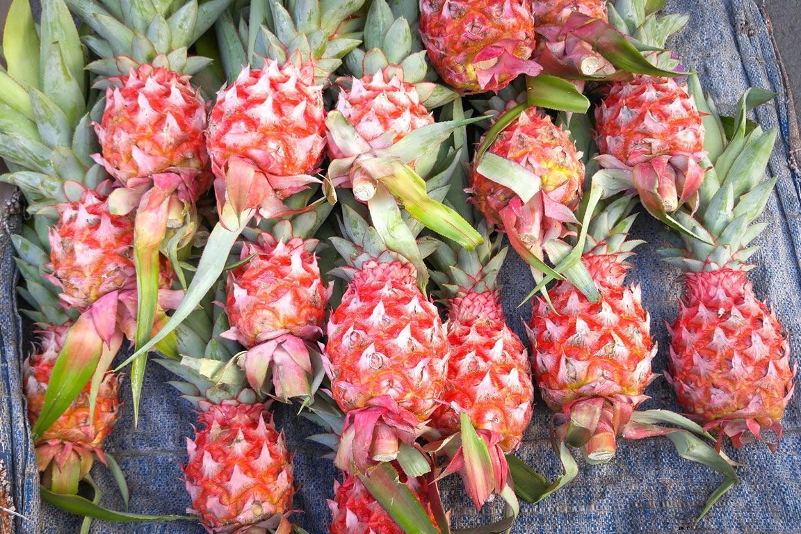 Zdjęcie przedstawia kilkanaście ułożonucj obok siebie różowych, genetycznie zmodyfikowanych ananasów