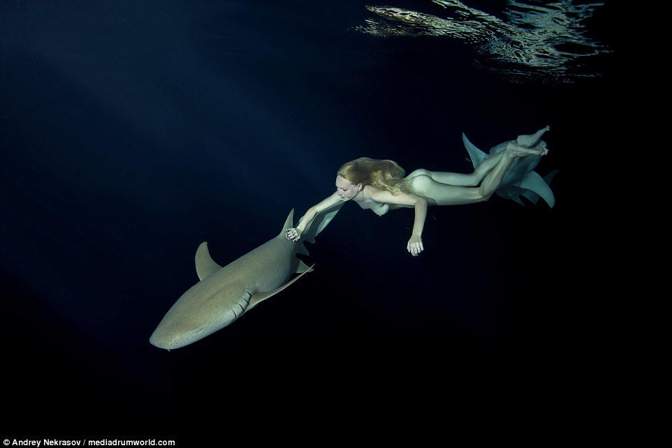 Biała, naga kobieta pływająca pod wodą z dwoma rekinami