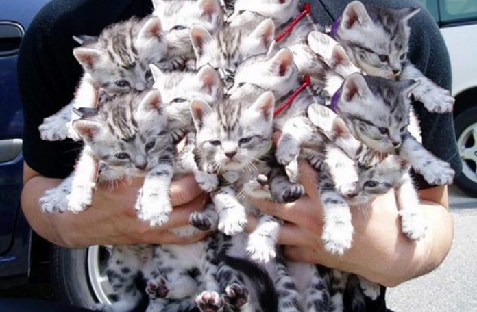 Mężczyzna trzymający na rękach bardzo dużo małych kotków