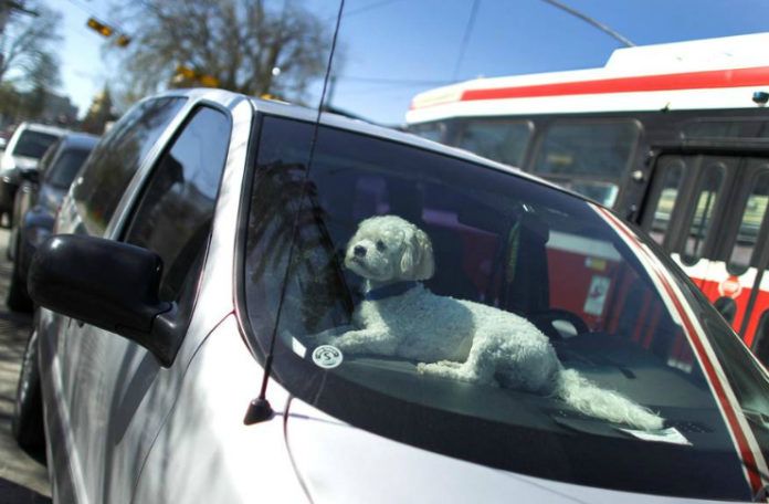 Pies zamknięty w samochodzie latem
