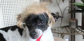 Na zdjęciu pies w czerwonym krawacie i peruce przypominającej włosy Donalda Trumpa