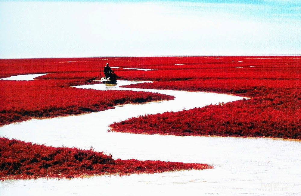 Wijący się strumien rzeki pomiędzy czerwonymi wodorostami sueda na chinskiej plaży. Widać łódkę płynąca.