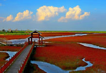 Drewniana platforma, ktora zostala zbudowana do podziwiana czerwonej plaży w chinach. Widać wodorosty, chmury, błękit nieba oraz wijący się nurt rzeki.