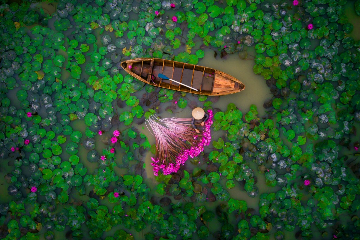 Zdjecie z lotu ptaka. Widać łódkę, różowe kwaity, zielone liście i charakterystyczny dla Azjatów, stożkowy kapelusz.