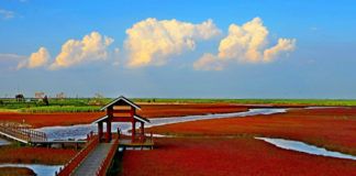 Drewniana platforma, ktora zostala zbudowana do podziwiana czerwonej plaży w chinach. Widać wodorosty, chmury, błękit nieba oraz wijący się nurt rzeki.