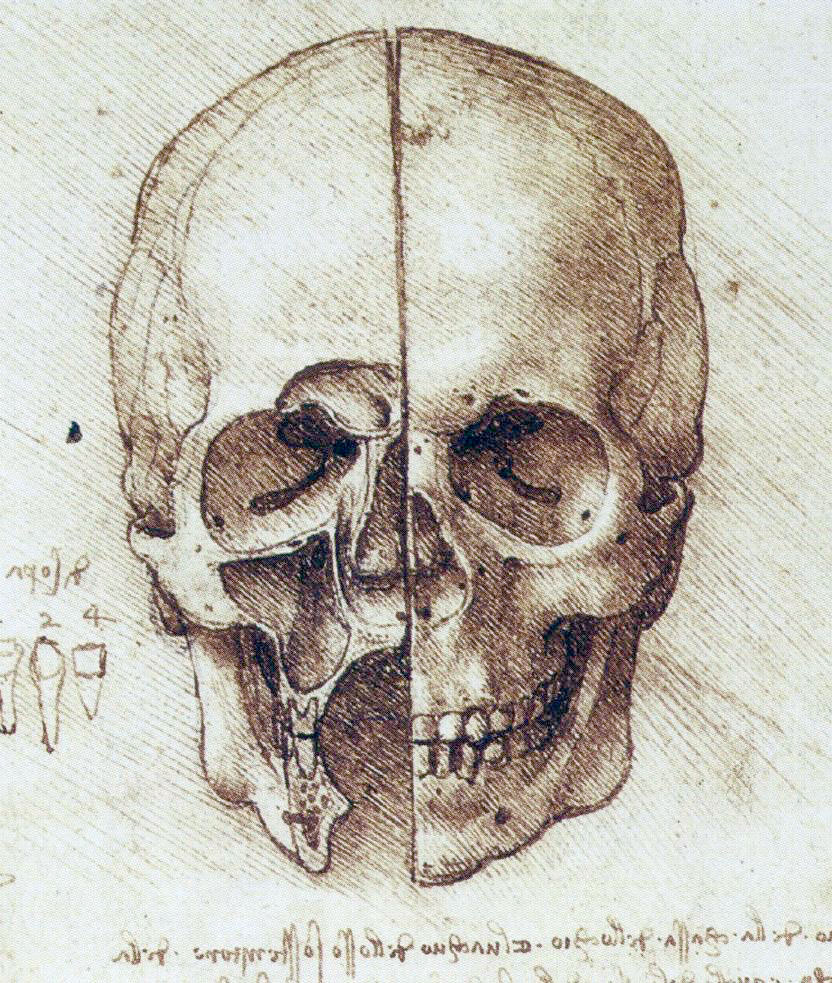 Rysunek czaszki zrobionej przez Da Vinciego.