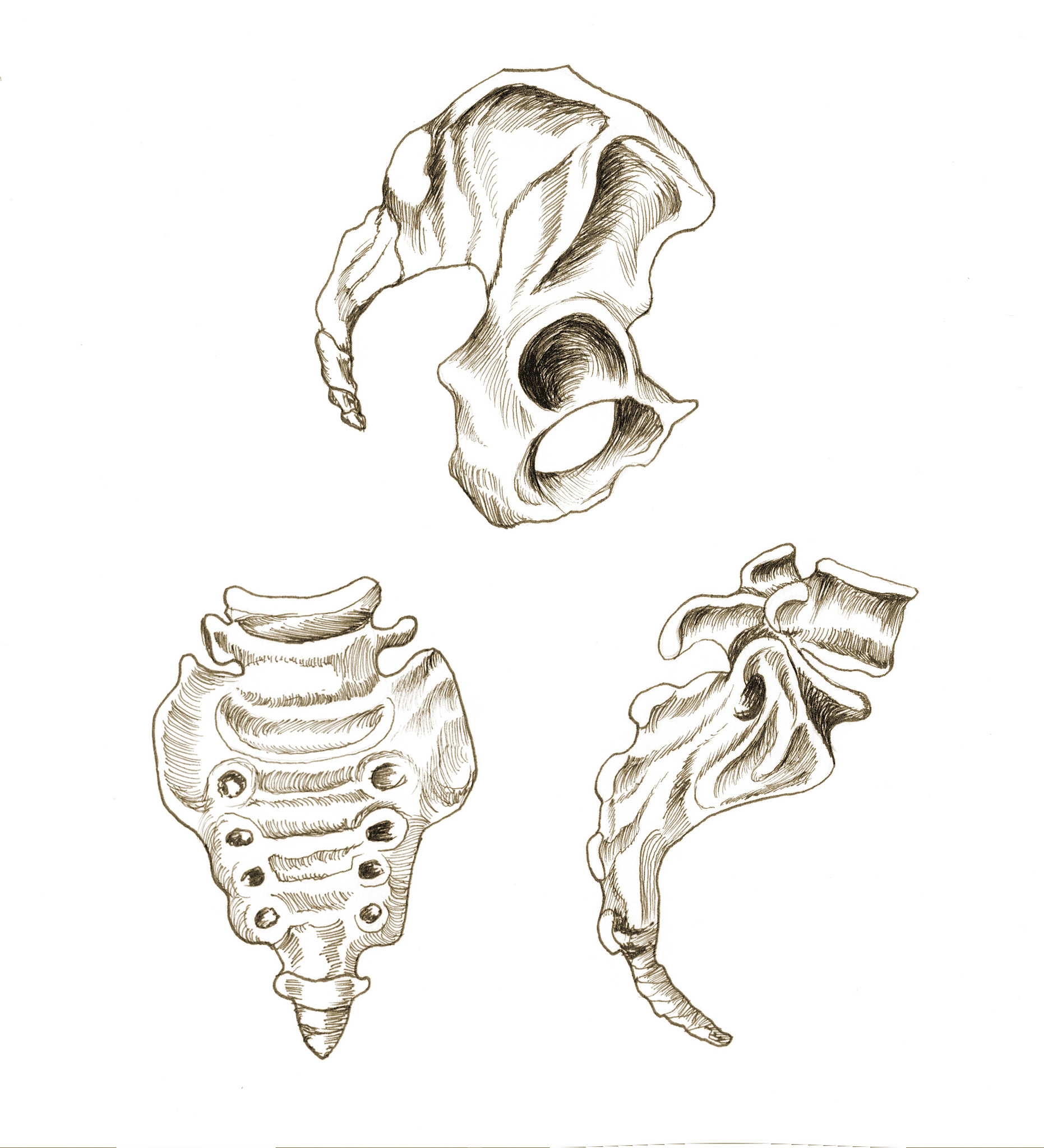 Rysunek szkieletu miednicy i kości ogonowej