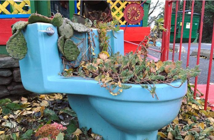 Toaleta z kaktusami
