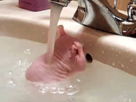 Mały szczur myje główkę pod kranem