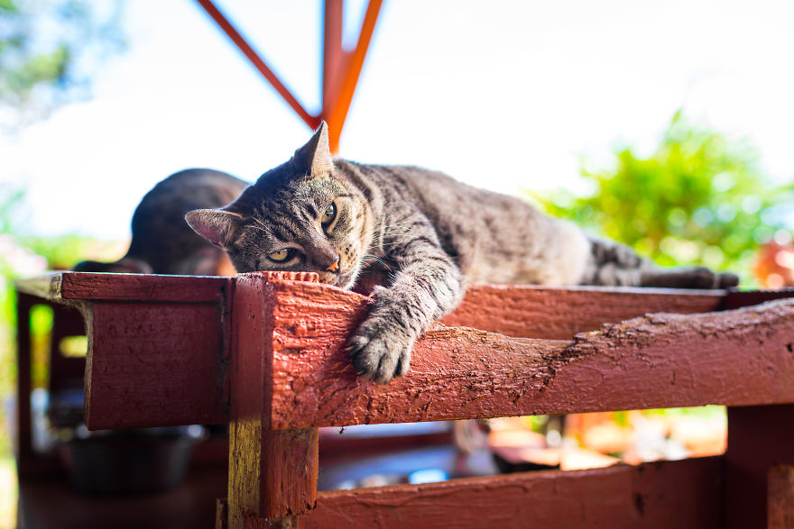 Kot lezący na ławce