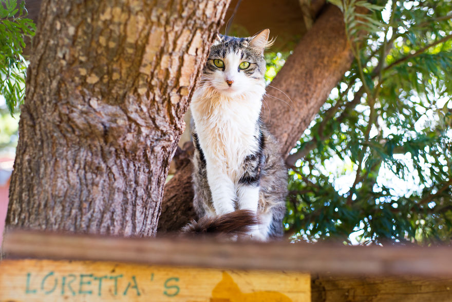 Kot siedzący na drzewie