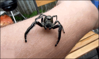 pająk biegnący po ręku