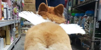 Zdjęcie od tyłu puszystego psa, który ma na sobie skrzydła anioła.