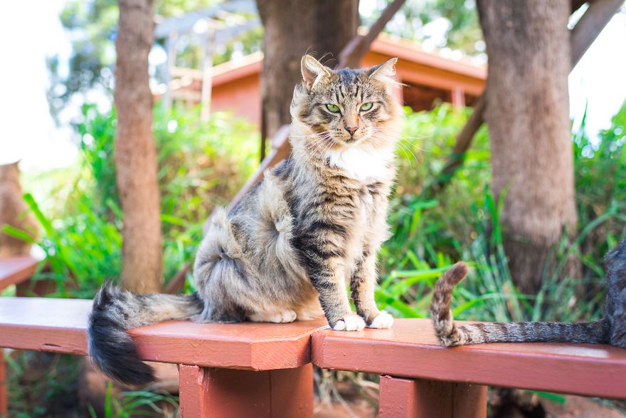 Kot siedzący na ławce
