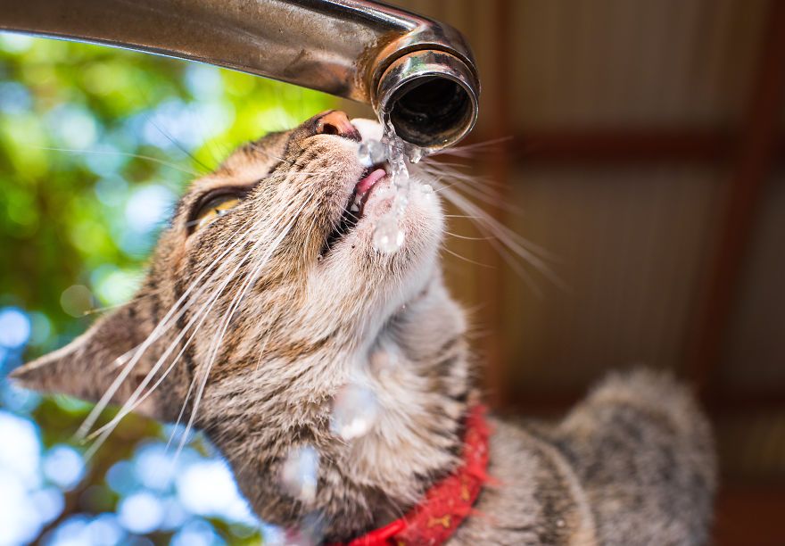 Kot pijący wodę z kranu