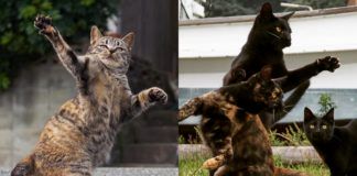 Dwa zdjęcia kotów w ruchu