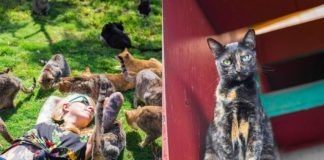 Dziewczyna leżąca wsród gromadki kotów i kot patrzacy z gory w obiektyw aparatu