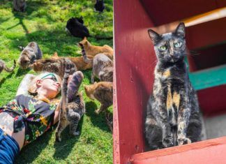 Dziewczyna leżąca wsród gromadki kotów i kot patrzacy z gory w obiektyw aparatu