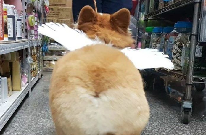 Zdjęcie od tyłu puszystego psa, który ma na sobie skrzydła anioła.