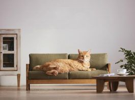 Kot leżący na małej kanapie w jego rozmiarach