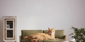 Kot leżący na małej kanapie w jego rozmiarach