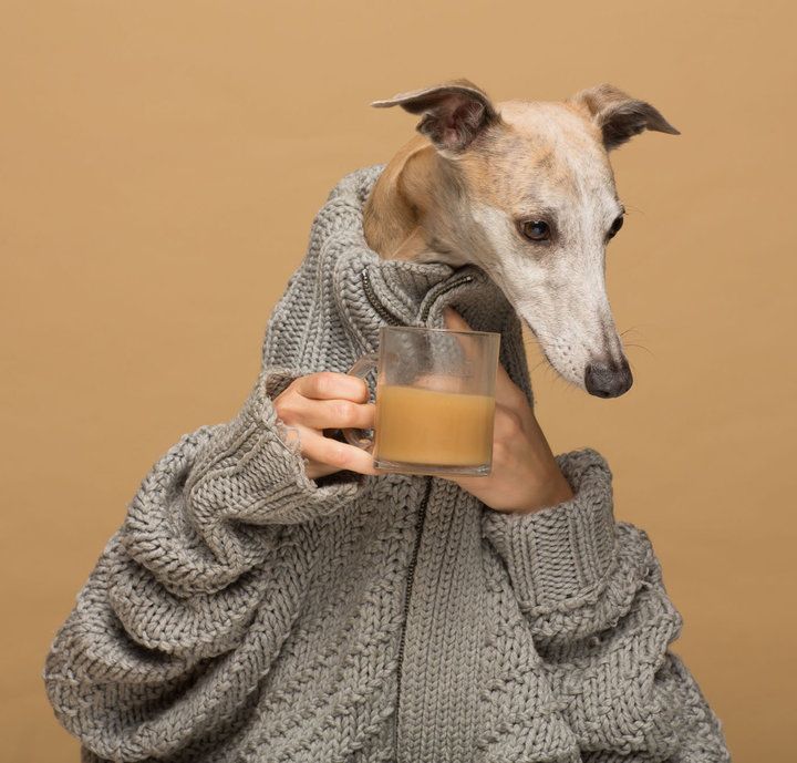Pies ubrany w sweter pije kawę.