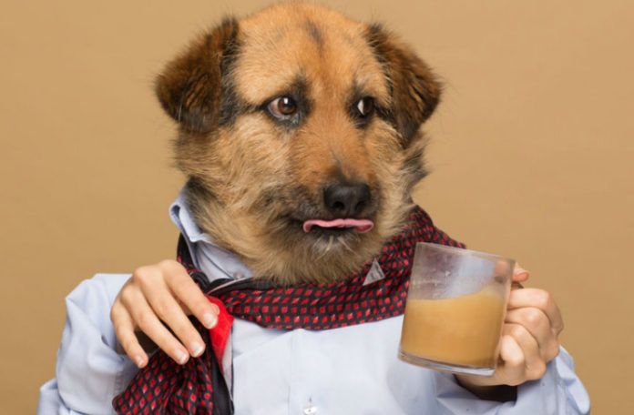 Pies ubrany w koszuli pije kawę.