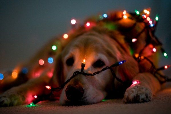Pies przykryty łańcuchem światełek.
