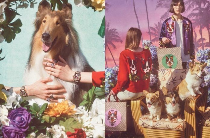 Zdjęcia promujące kolekcję Gucci z psami