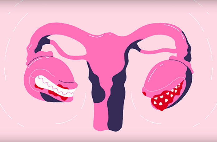 Rysunek przedstawiający kobiece organy rozrodcze