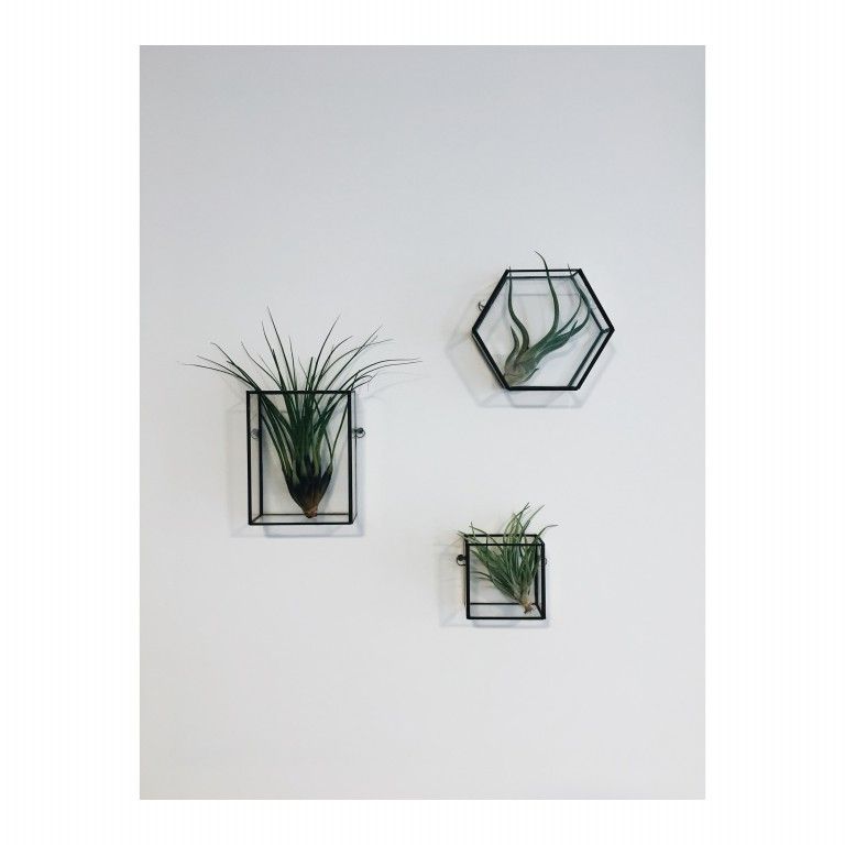 zdjęcie przedstawia rośliny w szklanych terrariach
