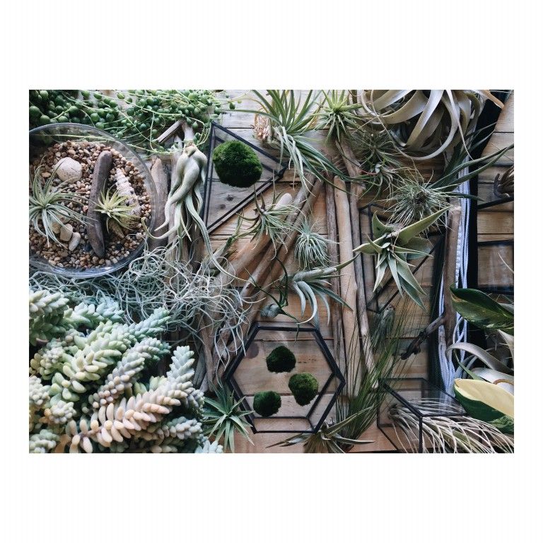 sukulenty, kaktusy zielone rosliny na drewnianym tle