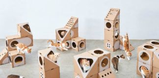 Dużo kotów w otoczeniu kartonowych pudełek