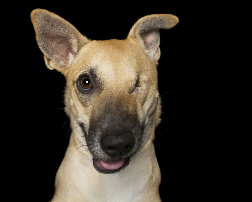 1 7 Portrety „nieperfekcyjnych” psów, uratowanych przed śmiercią