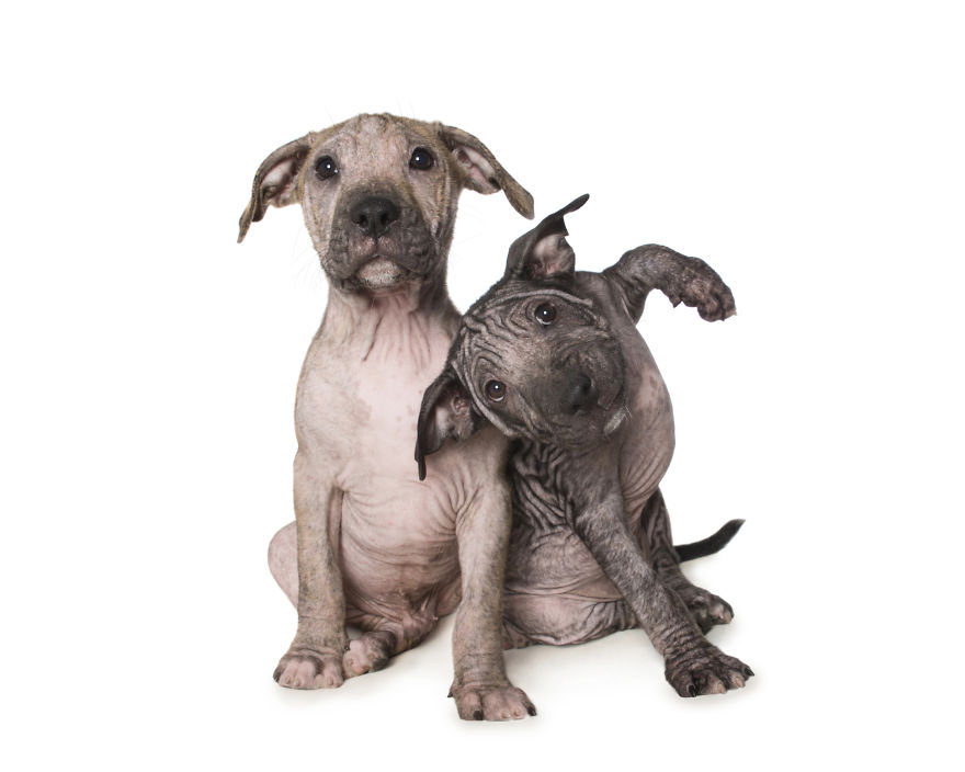 10 3 Portrety „nieperfekcyjnych” psów, uratowanych przed śmiercią