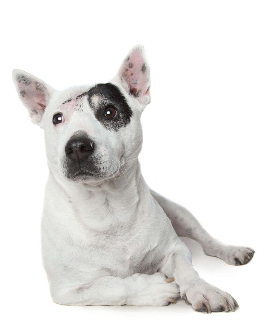 8 4 Portrety „nieperfekcyjnych” psów, uratowanych przed śmiercią
