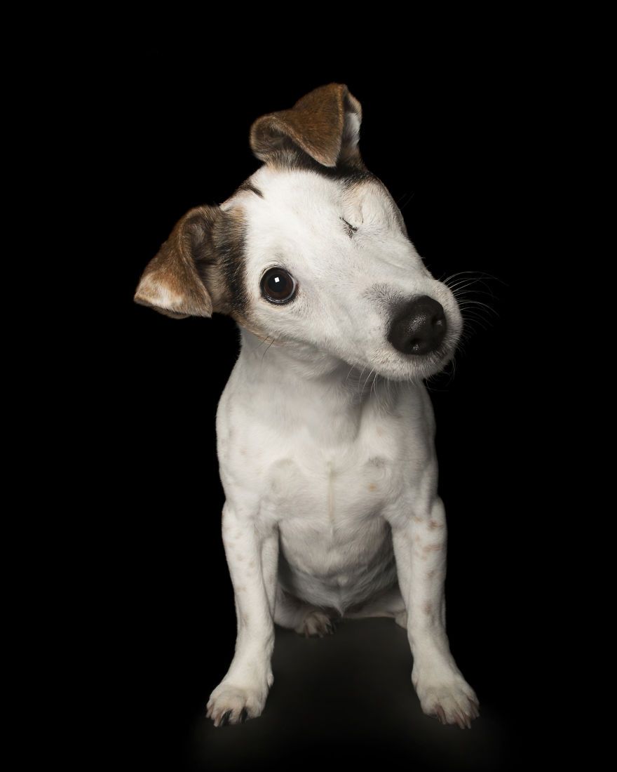 3 6 Portrety „nieperfekcyjnych” psów, uratowanych przed śmiercią