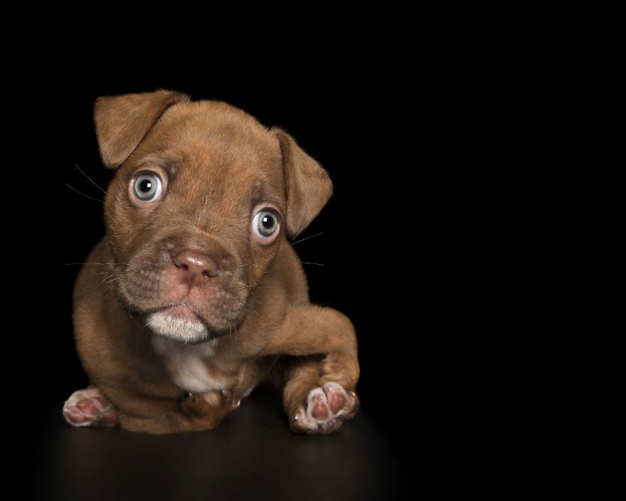 6 4 Portrety „nieperfekcyjnych” psów, uratowanych przed śmiercią