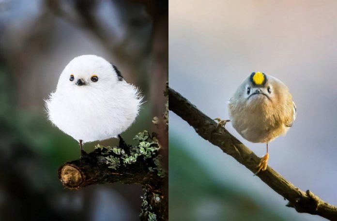 Zdjęcia przedstawiające dwa ptaki