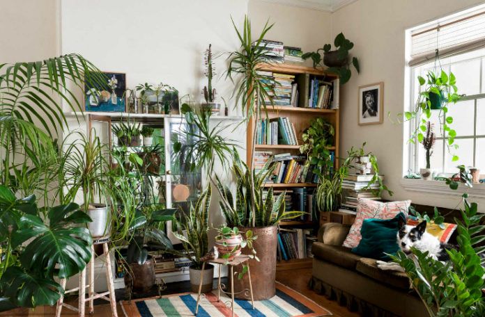 Wnętrze salonu z dwoma regałami na książki, sofą, na której leży pies, wypełnione dużą ilością roślin zielonych.