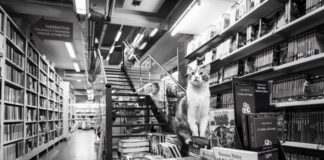 Kot siedzący na książkach w księgarni
