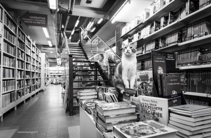 Kot siedzący na książkach w księgarni